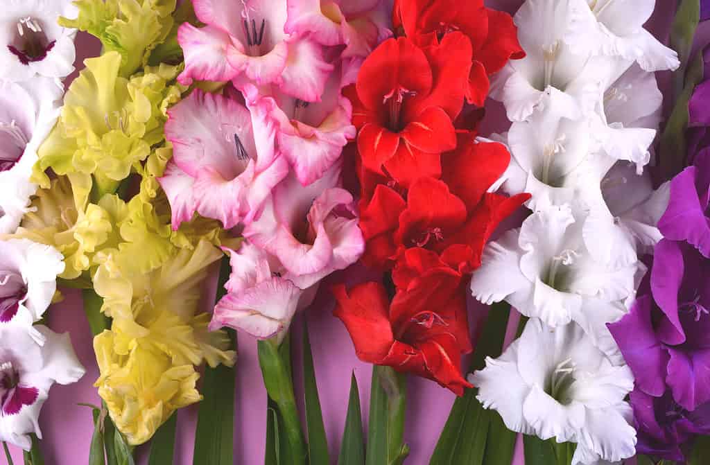 Fiori di gladiolo assortiti