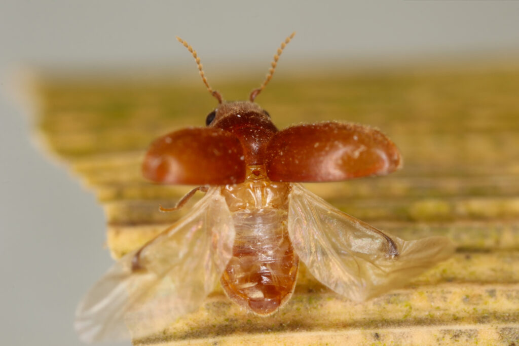 Macro di Lasioderma serricorne, lo scarabeo delle sigarette.  La sua schiena è rivolta verso la telecamera e ha le sue parti posteriori estese.  Le sue élite (coperture anteriori) sono aperte e visibili.  Il coleottero è rossastro.  Le sue ali posteriori sono trasparenti.