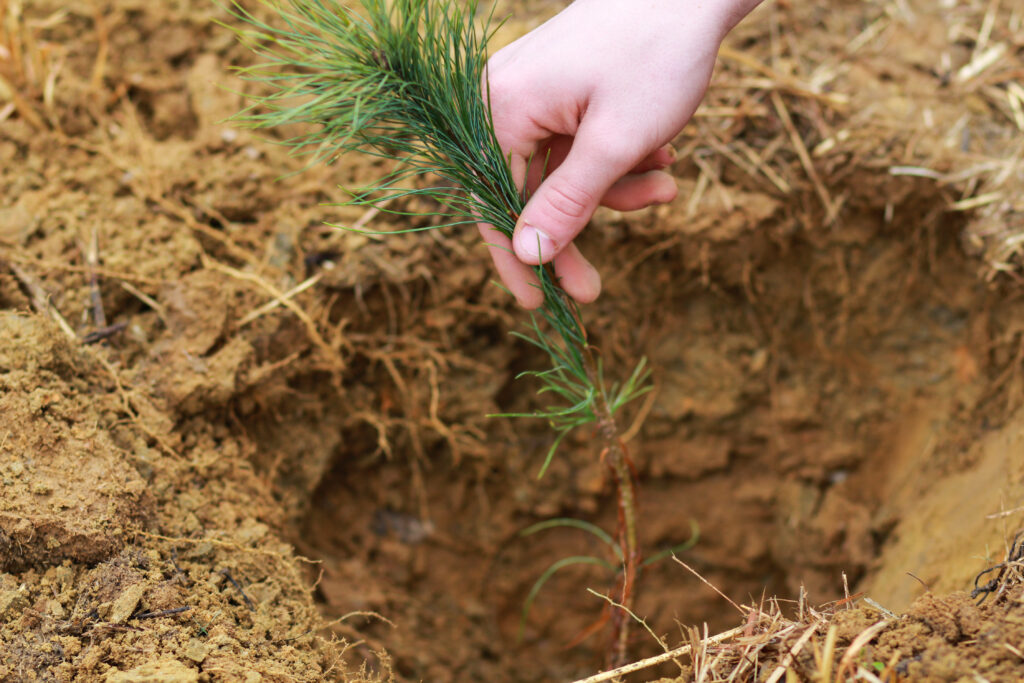Piantare un albero in un terreno limoso - Terreno di bambù
