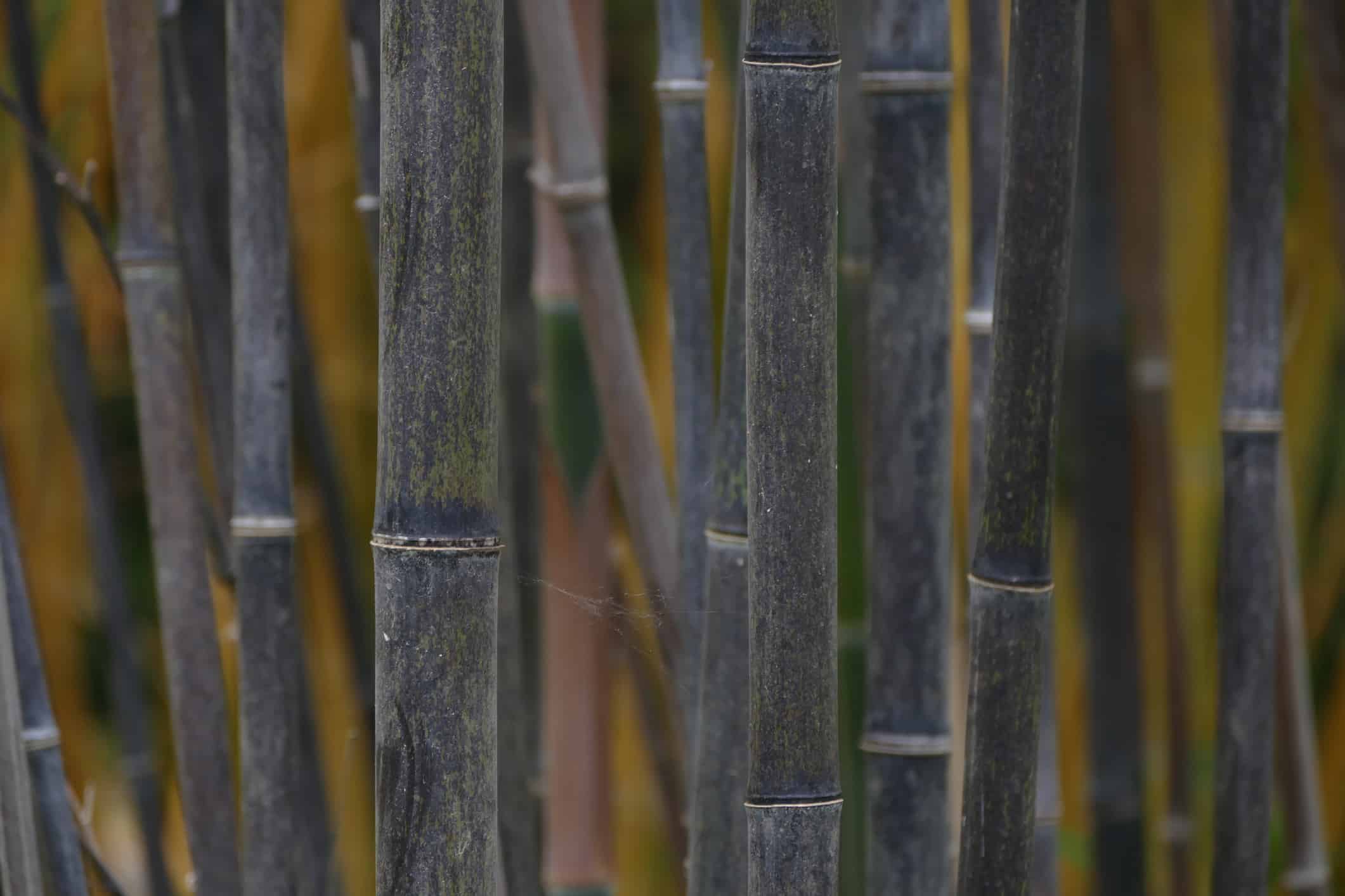 Bambù nero (Phyllostachys nigra)