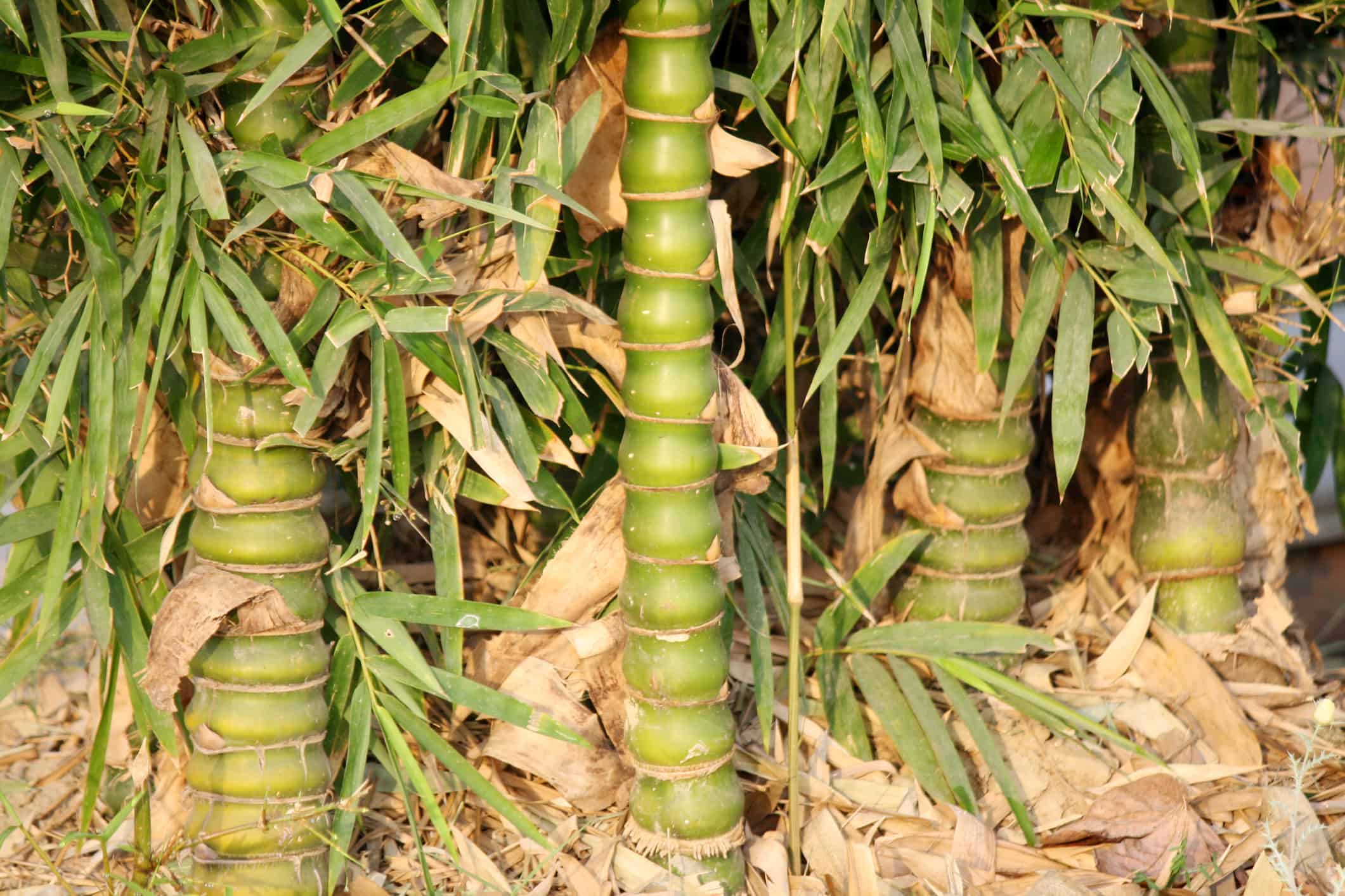 Bambù del ventre di Buddha (Bambusa ventricosa)