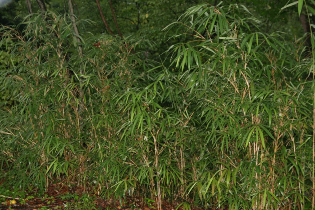 Canna di fiume, Arundinaria gigantea