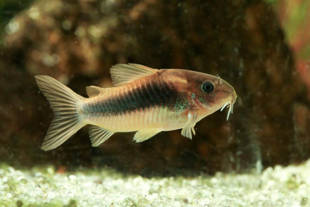 Bronze Cory in un acquario