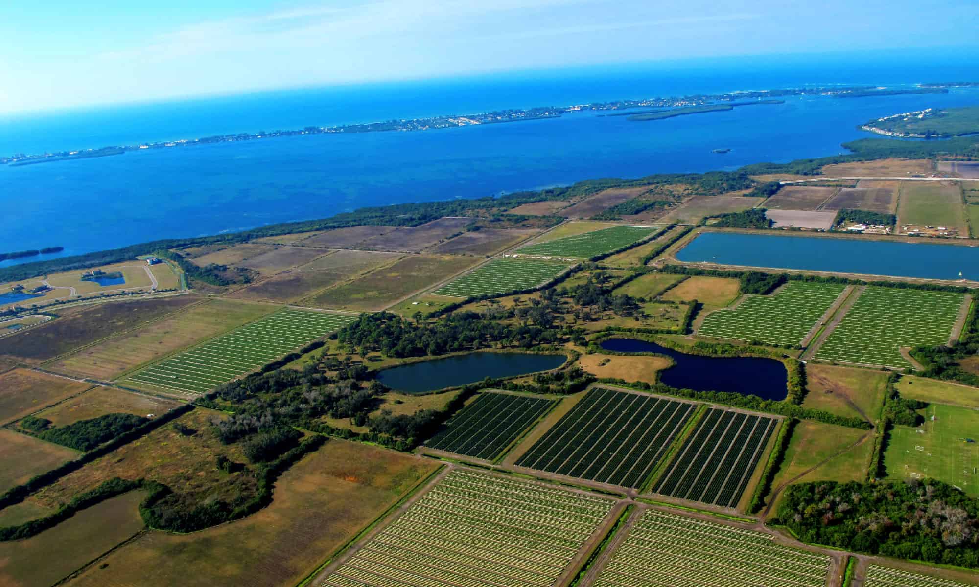 agricolo della Florida 