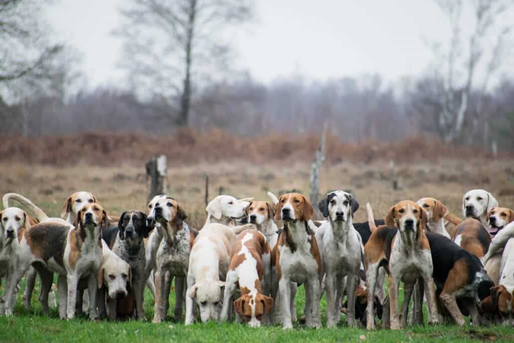 branco di cani da caccia