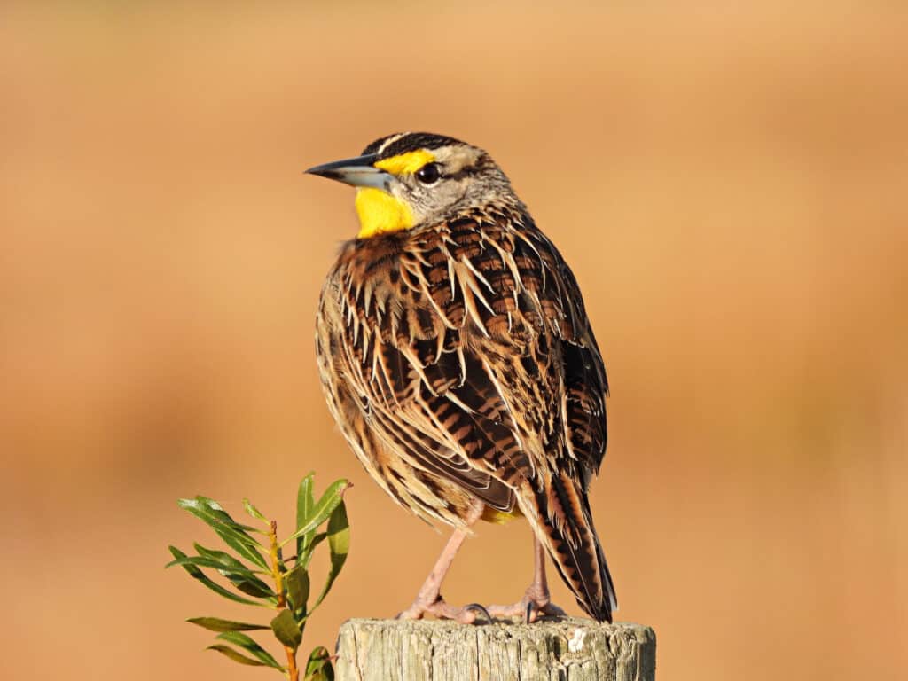 Allodola orientale (Sturnella magna) appollaiato su un palo di legno