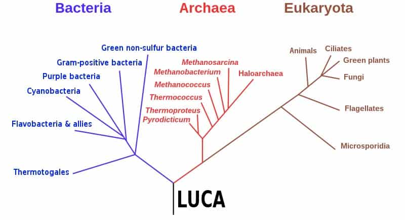Albero filogenetico della vita