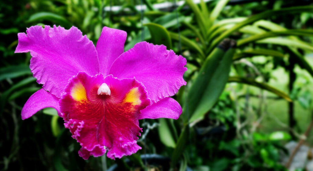 Cattleya cremisi (Cattleya labiata)
