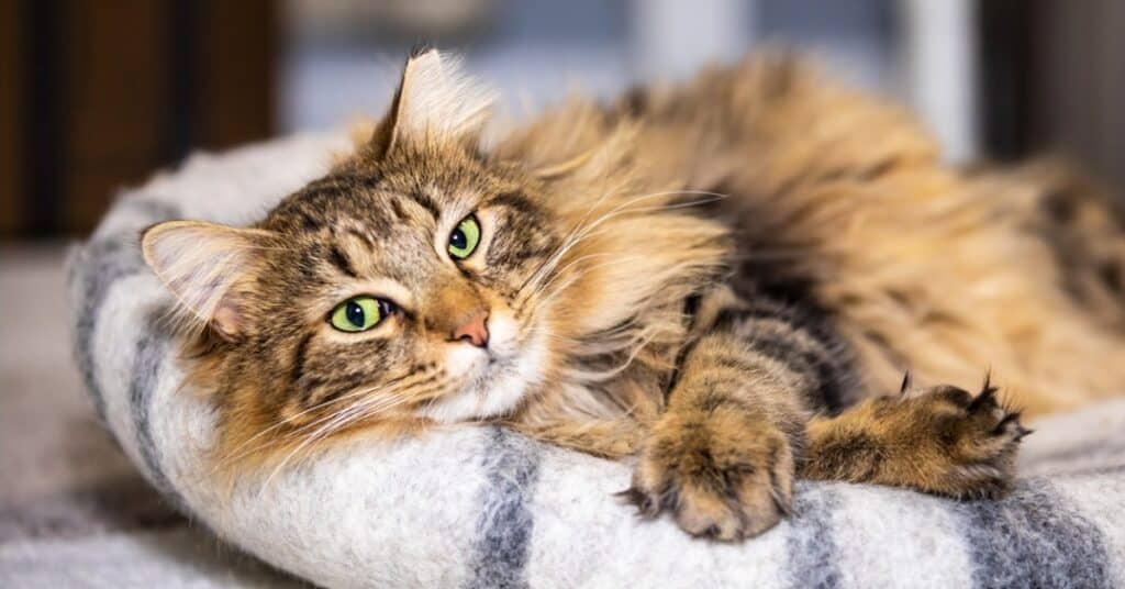 Gatto pronto per l'uso delle tosatrici per gatti