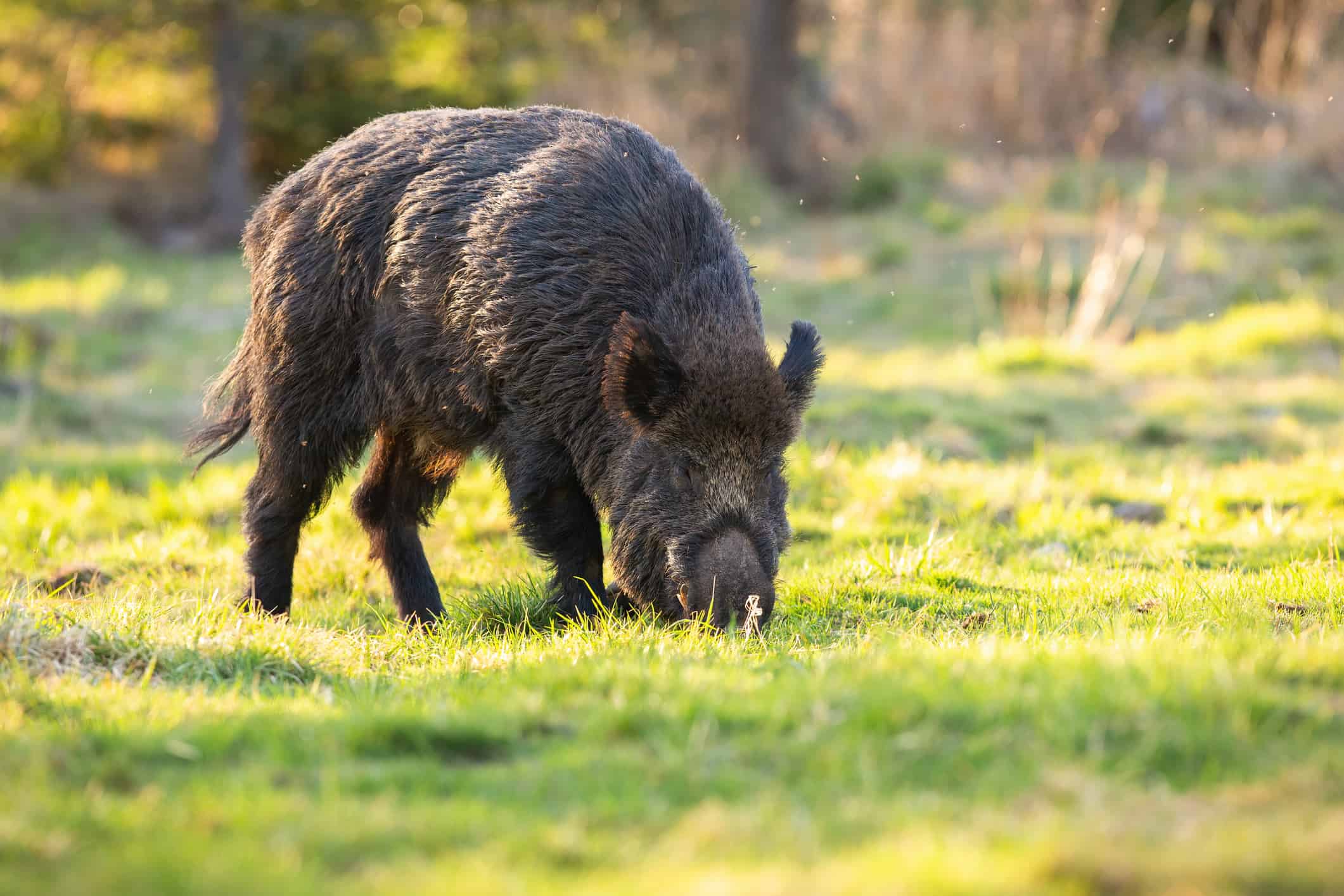 Cinghiale, Sus scrofa che fiuta terreno