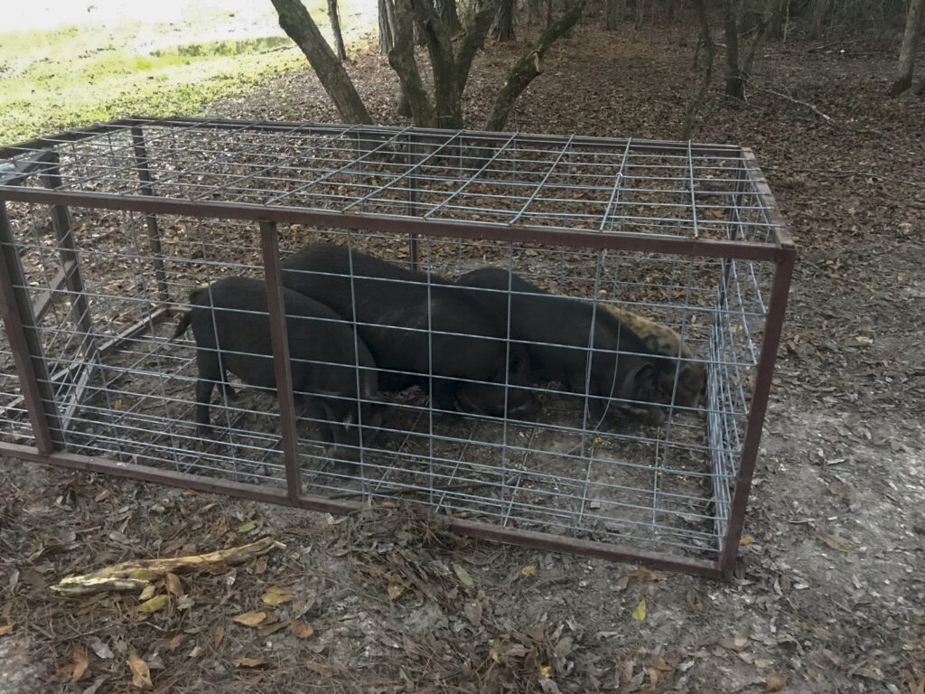 Trappola per cinghiali