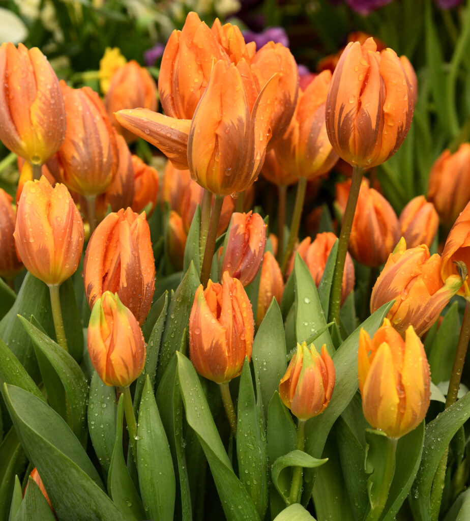 Principessa Irene tulipano piantato in un giardino