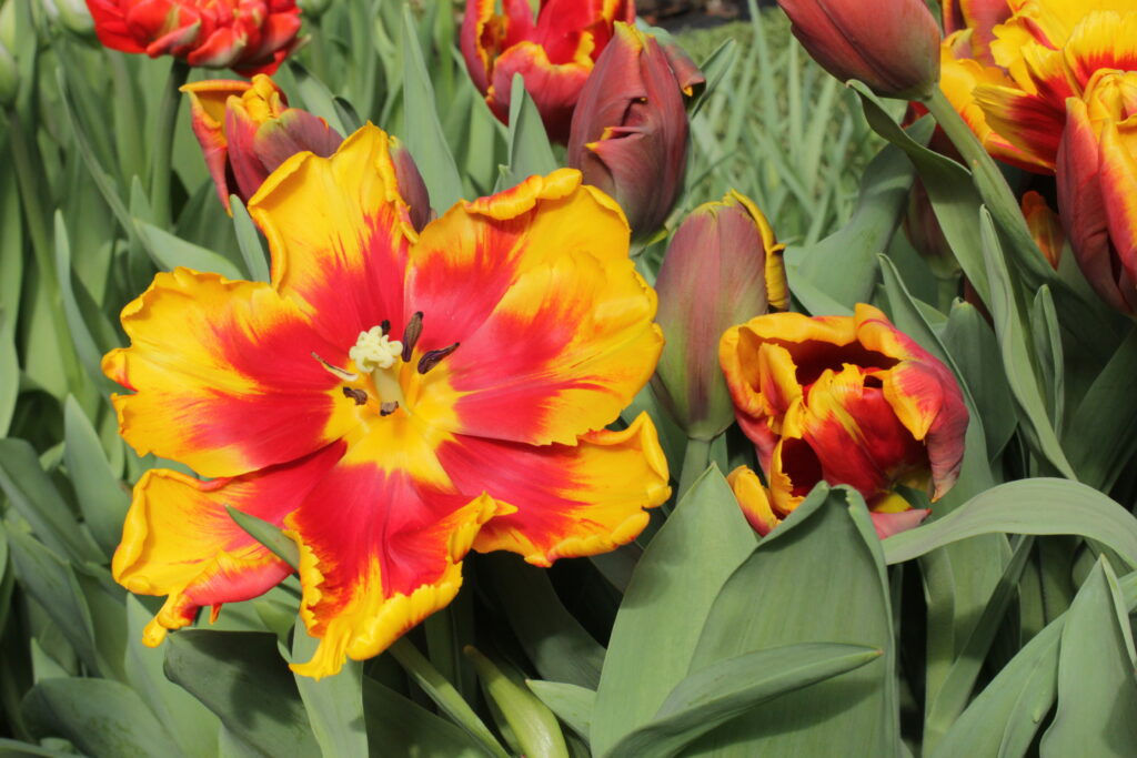 Tulipano fuoco pappagallo