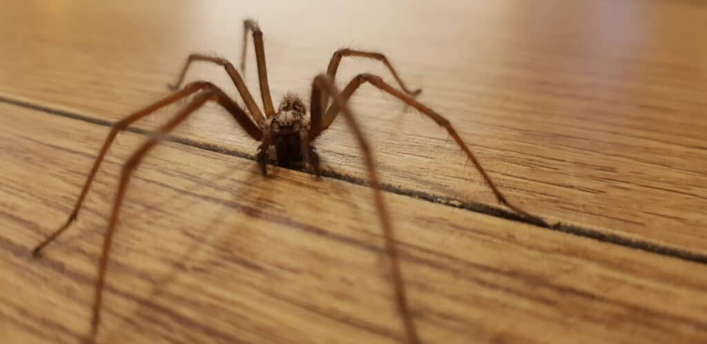 Un primo piano di un gigantesco ragno domestico su un pavimento di legno