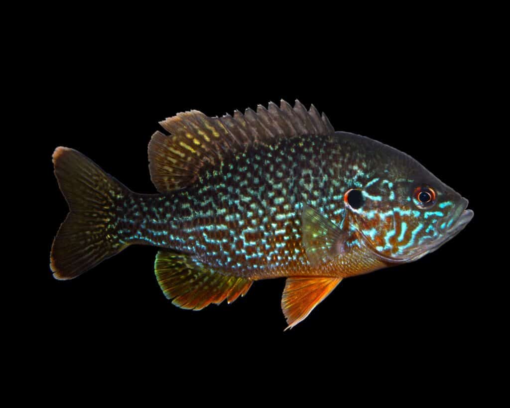 Pesce Luna Verde