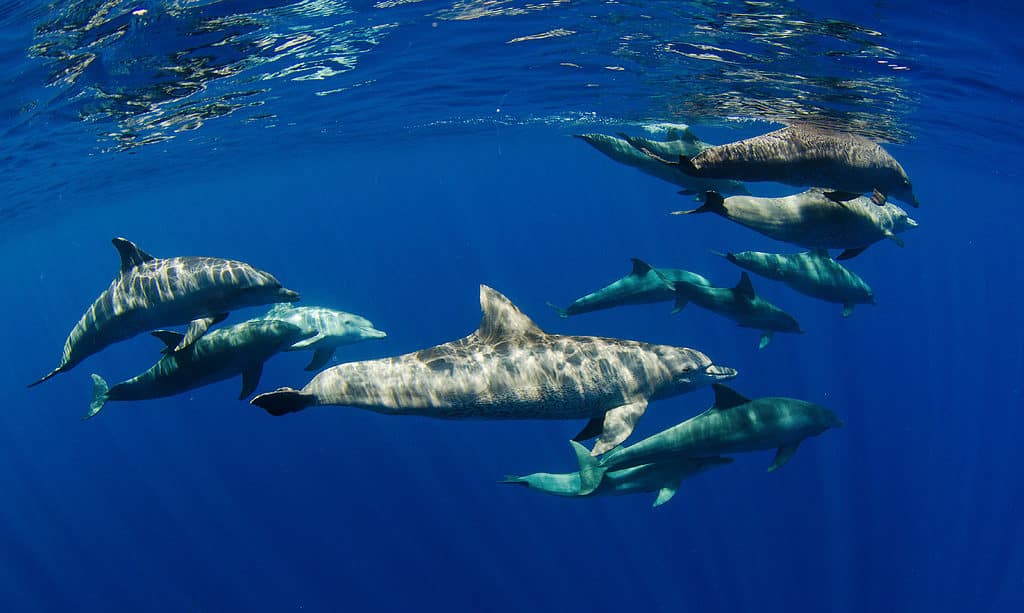 delfini tursiopi