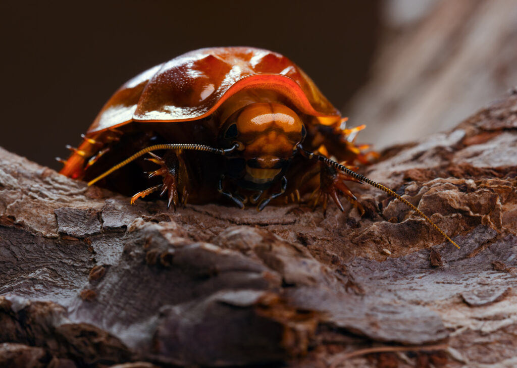 Scarafaggio scavatore gigante