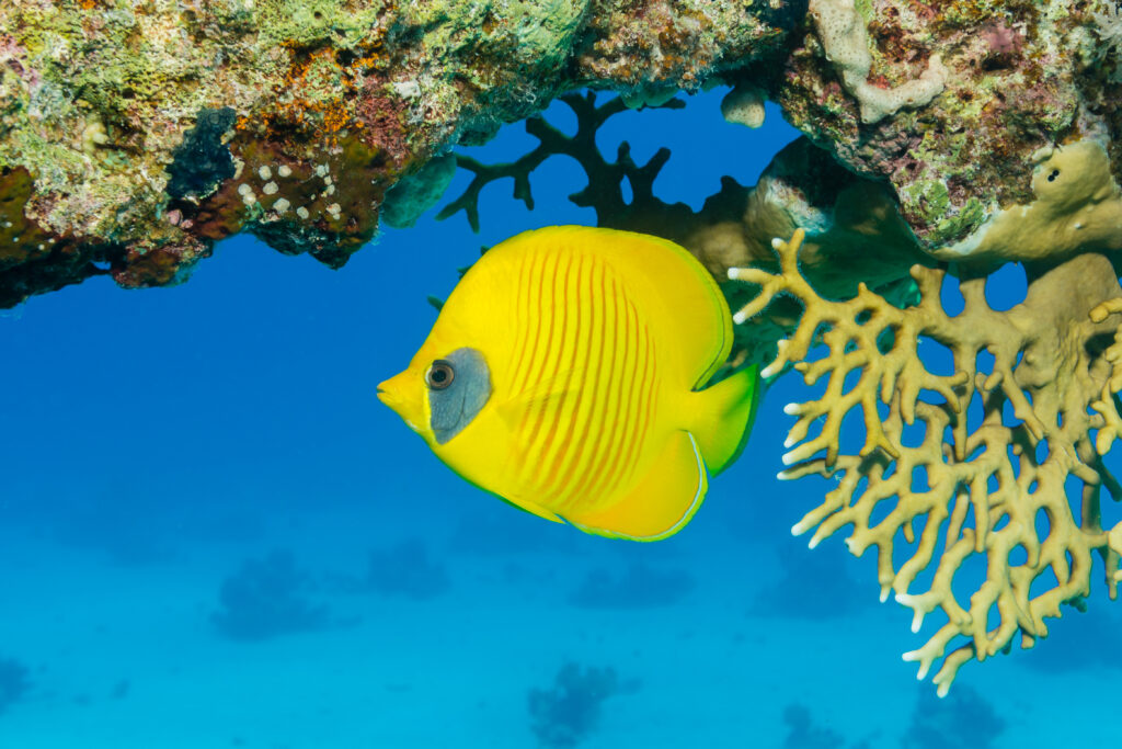 Pesce farfalla mascherato