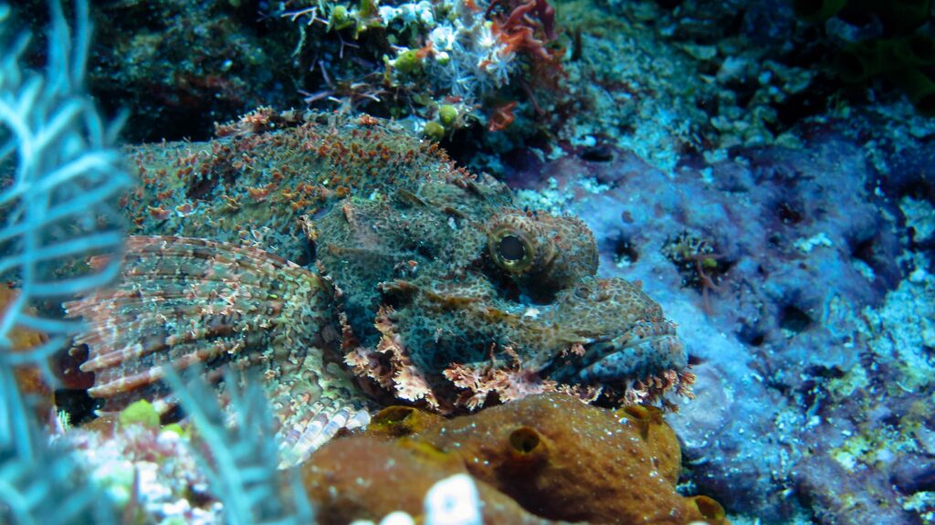 scorfano nappato