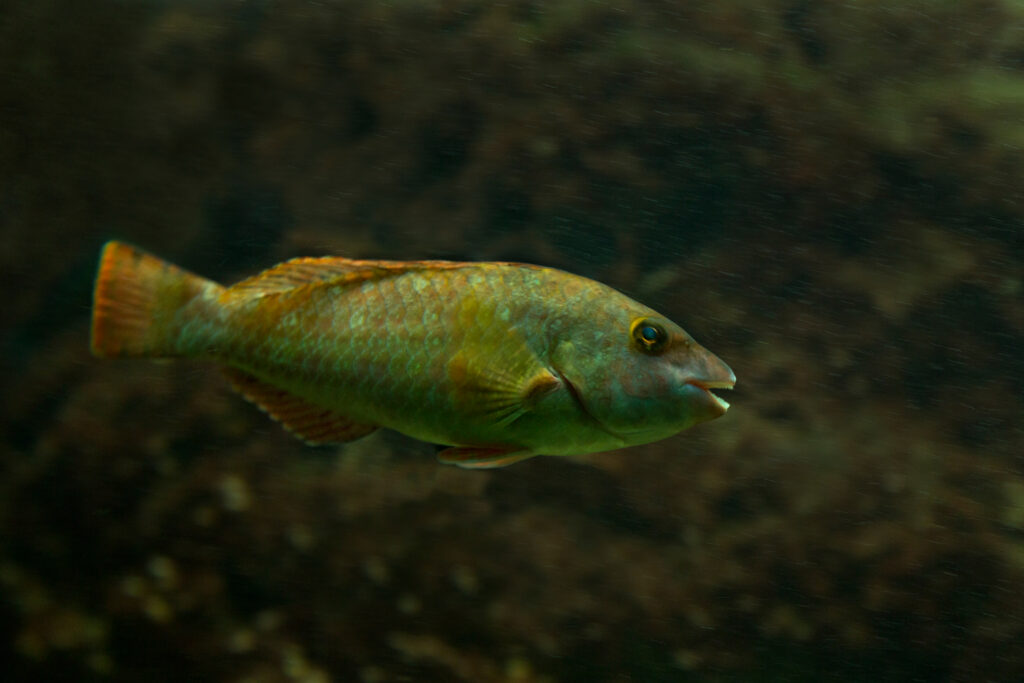 Pesce pappagallo mediterraneo