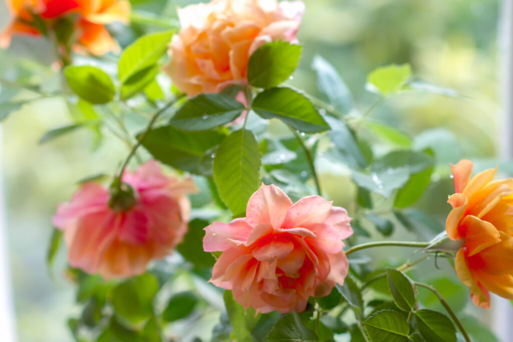 Rose da interno