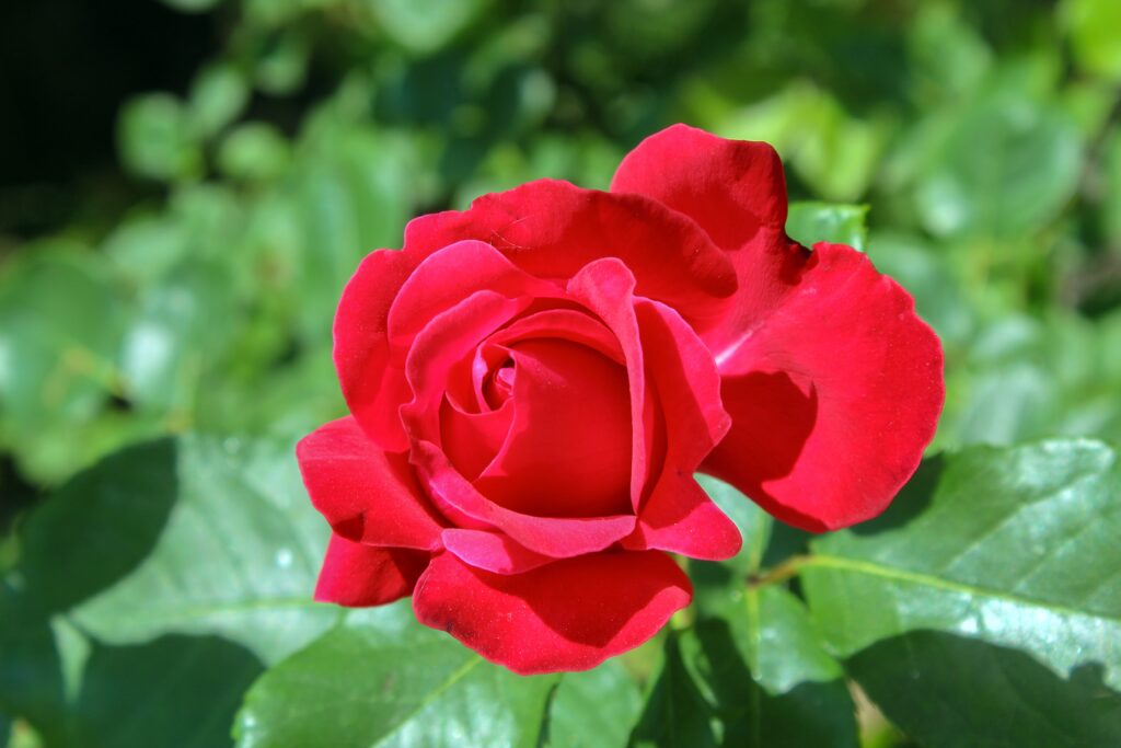 I veterani onorano Rose