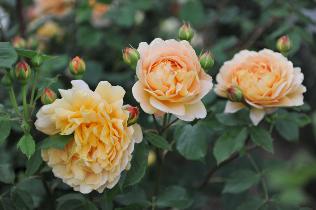 Celebrazione d'oro rosa