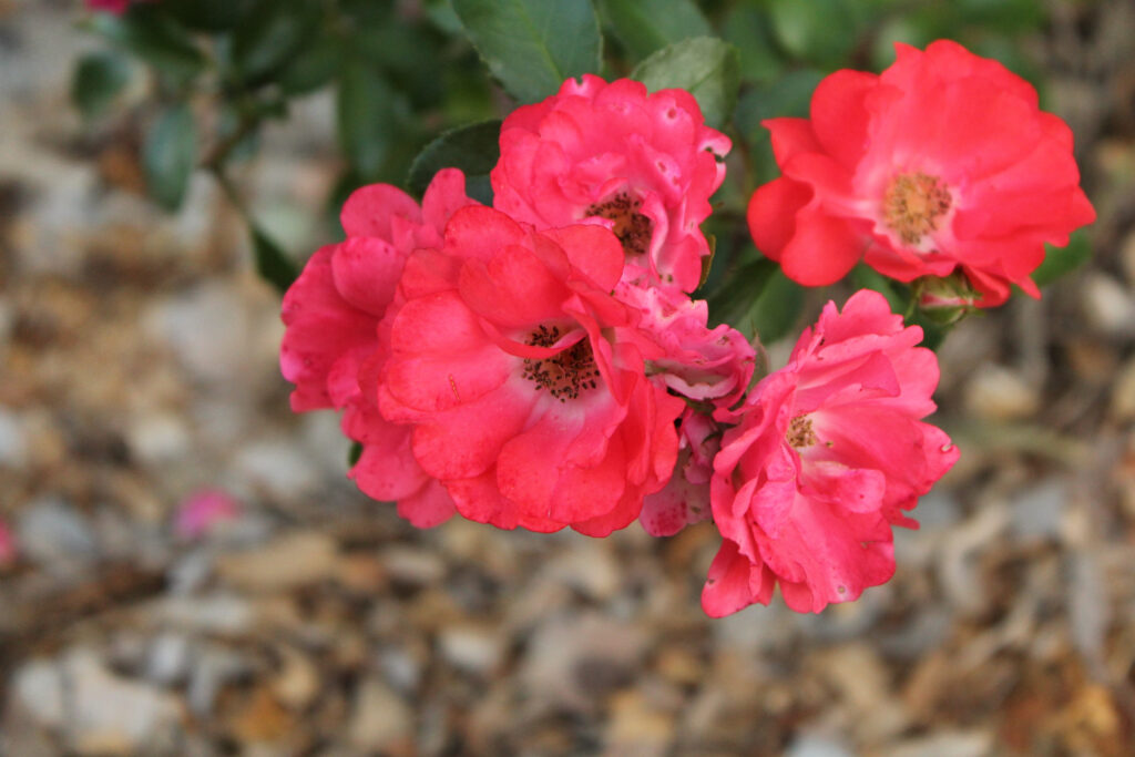 Rosa alla deriva pesca
