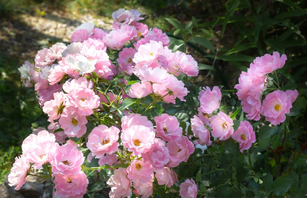 rosa tappezzante