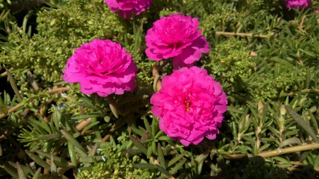 Portulaca grandiflora