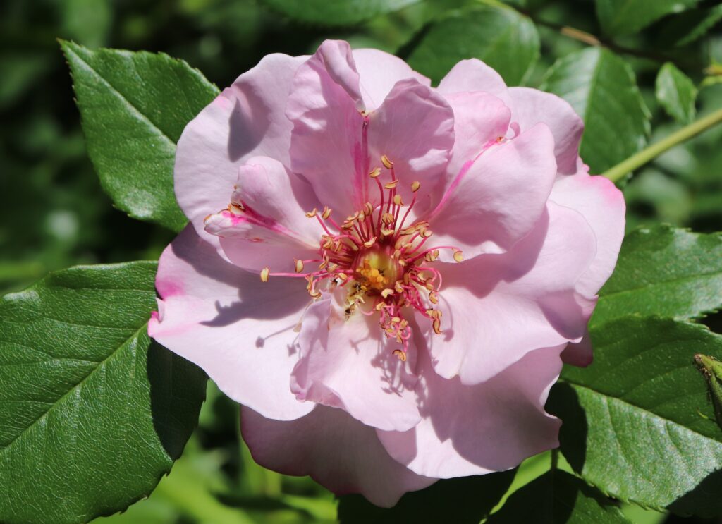Una Rosa Floribunda Malva