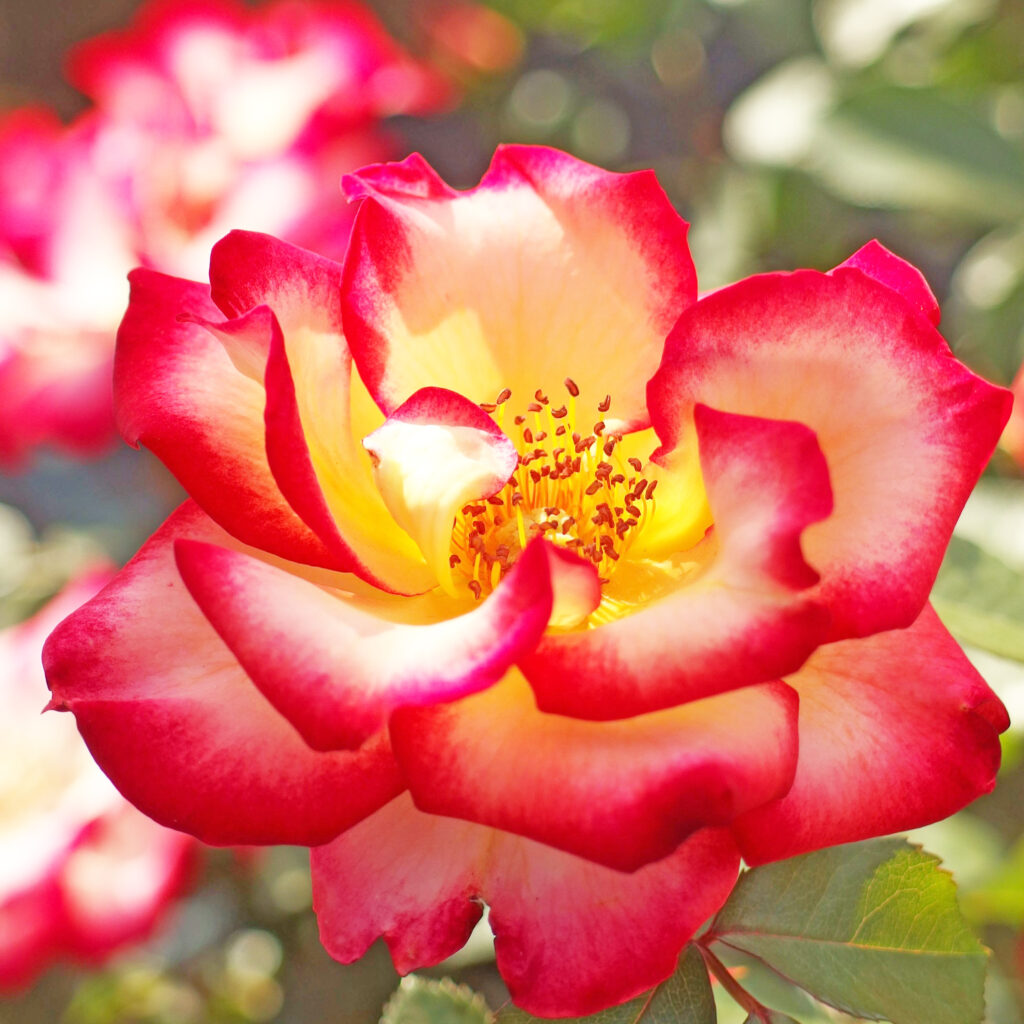 Rosa rampicante Charleston