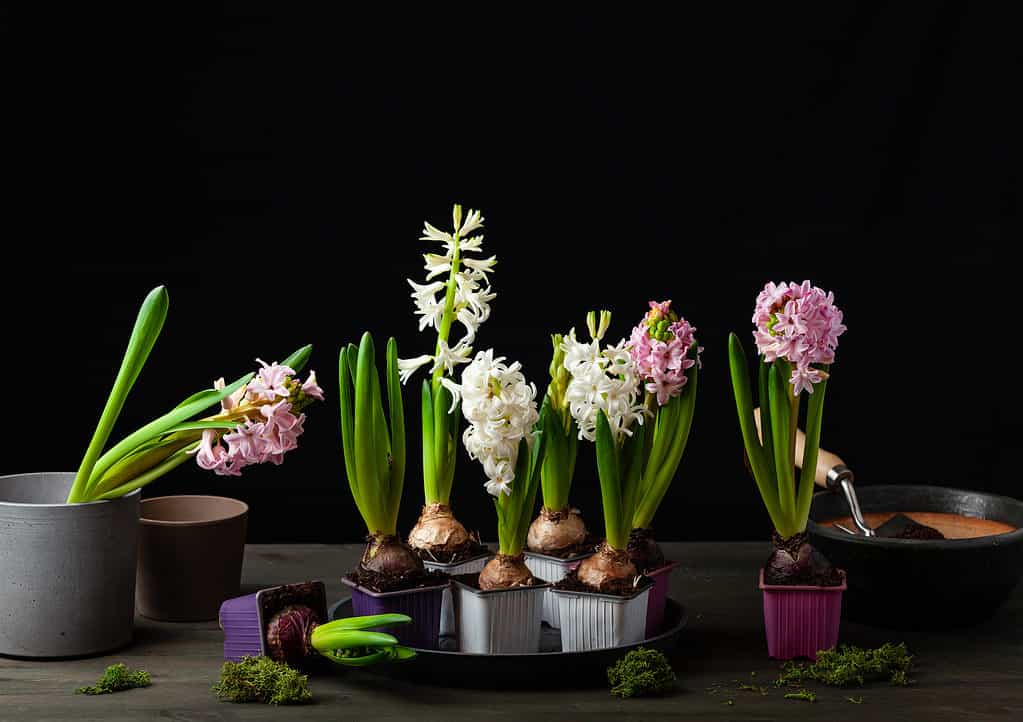 Fiori di giacinto che spuntano dai bulbi