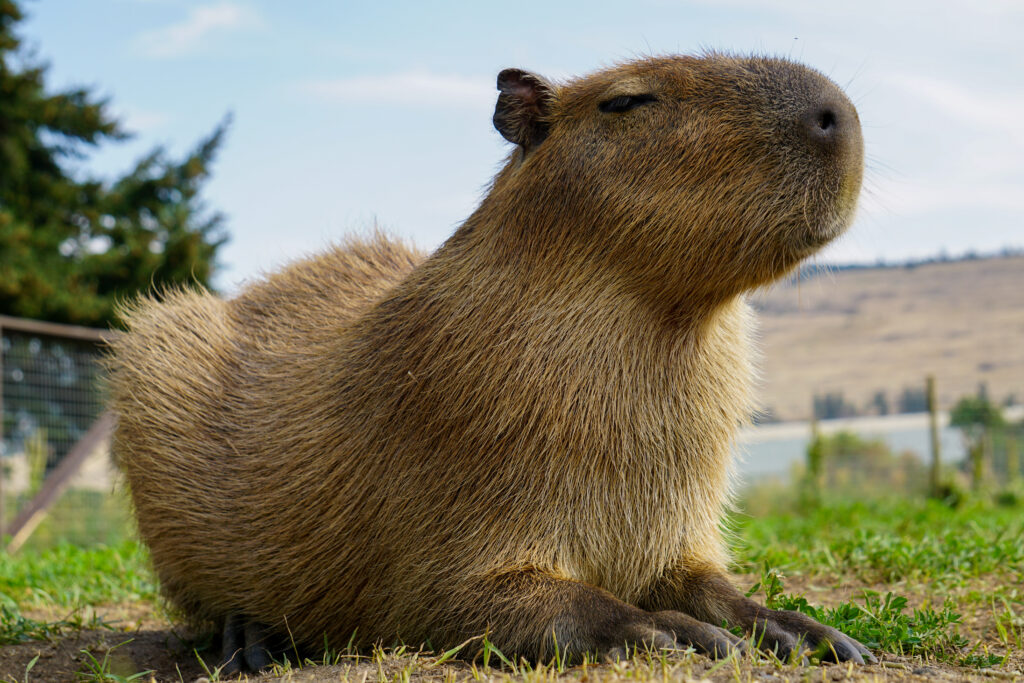 Capibara in posa per lo scatto