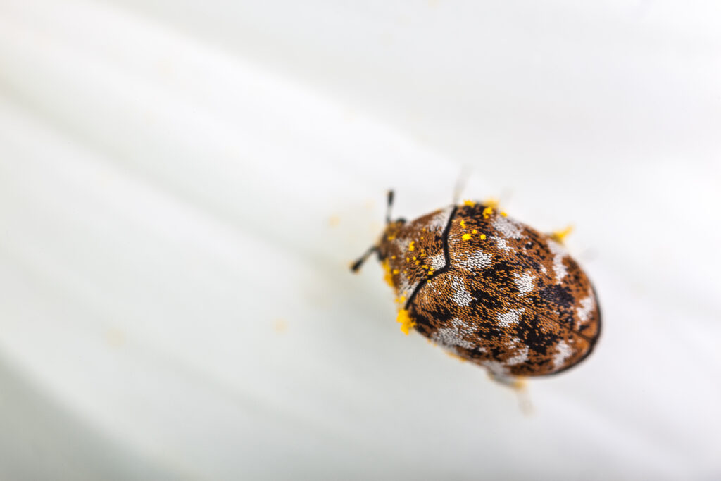 Scarabeo tappeto vario su un petalo margherita