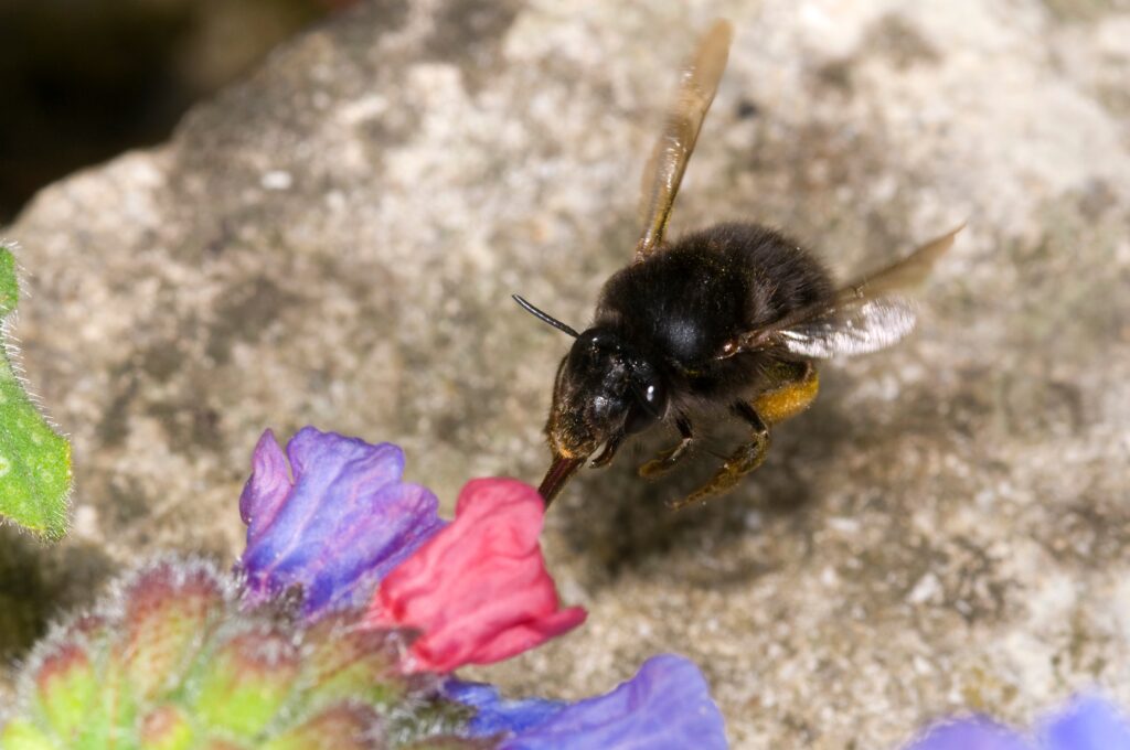 Ape di fiore dai piedi pelosi Anthophora plumipes.  Femmina, in volo si avvicina a un fiore di pulmonaria.  mostrando l'alimentazione della lingua lunga.