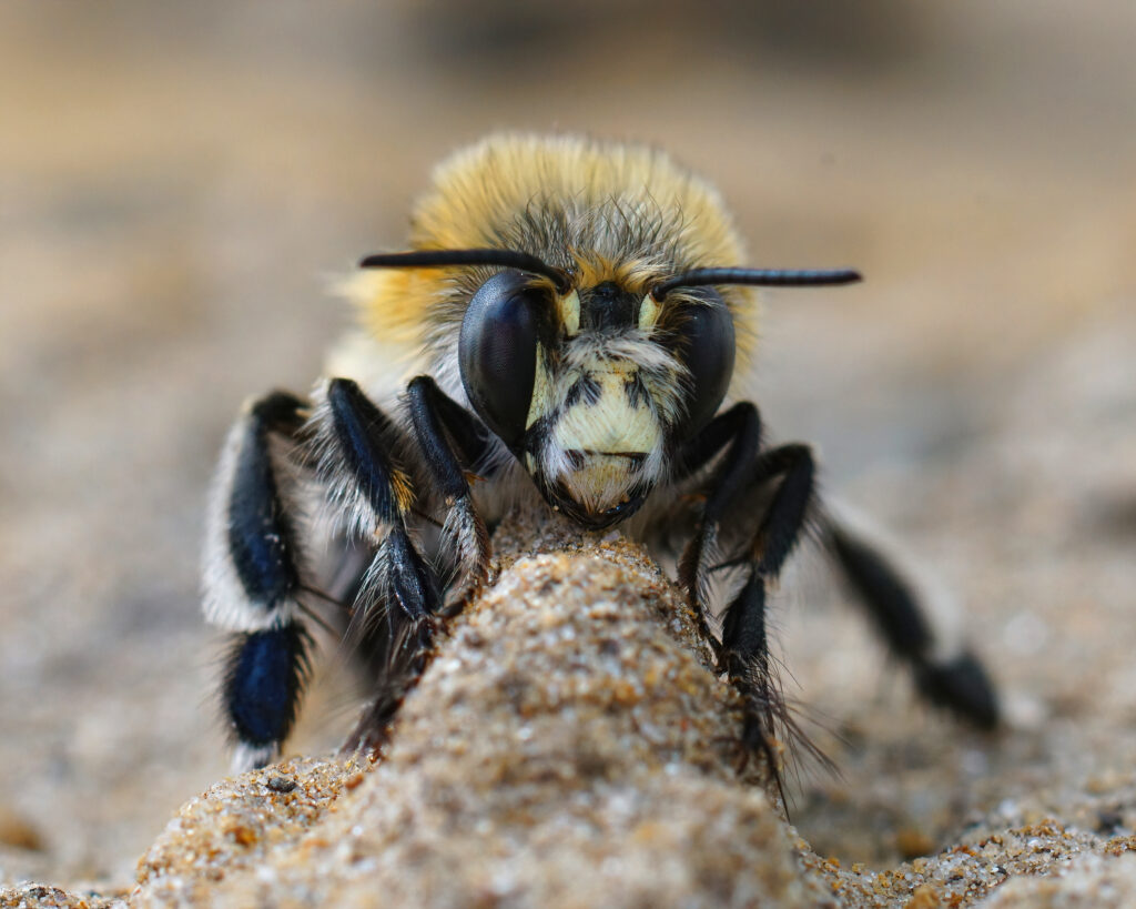 Primo piano facciale di un maschio dell'ape dei fiori dai piedi pelosi, Anthophora plumipes.  L'ape sta guardando direttamente la telecamera.  È nero, con occhi neri molto grandi, il suo addome è ricoperto di peli dal crema al giallo chiaro.