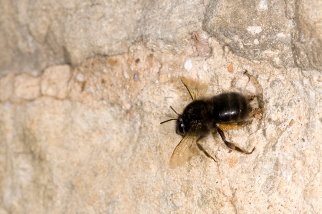Un'ape di fiori dai piedi pelosi che scava un nido nella malta di un muro di pietra. 