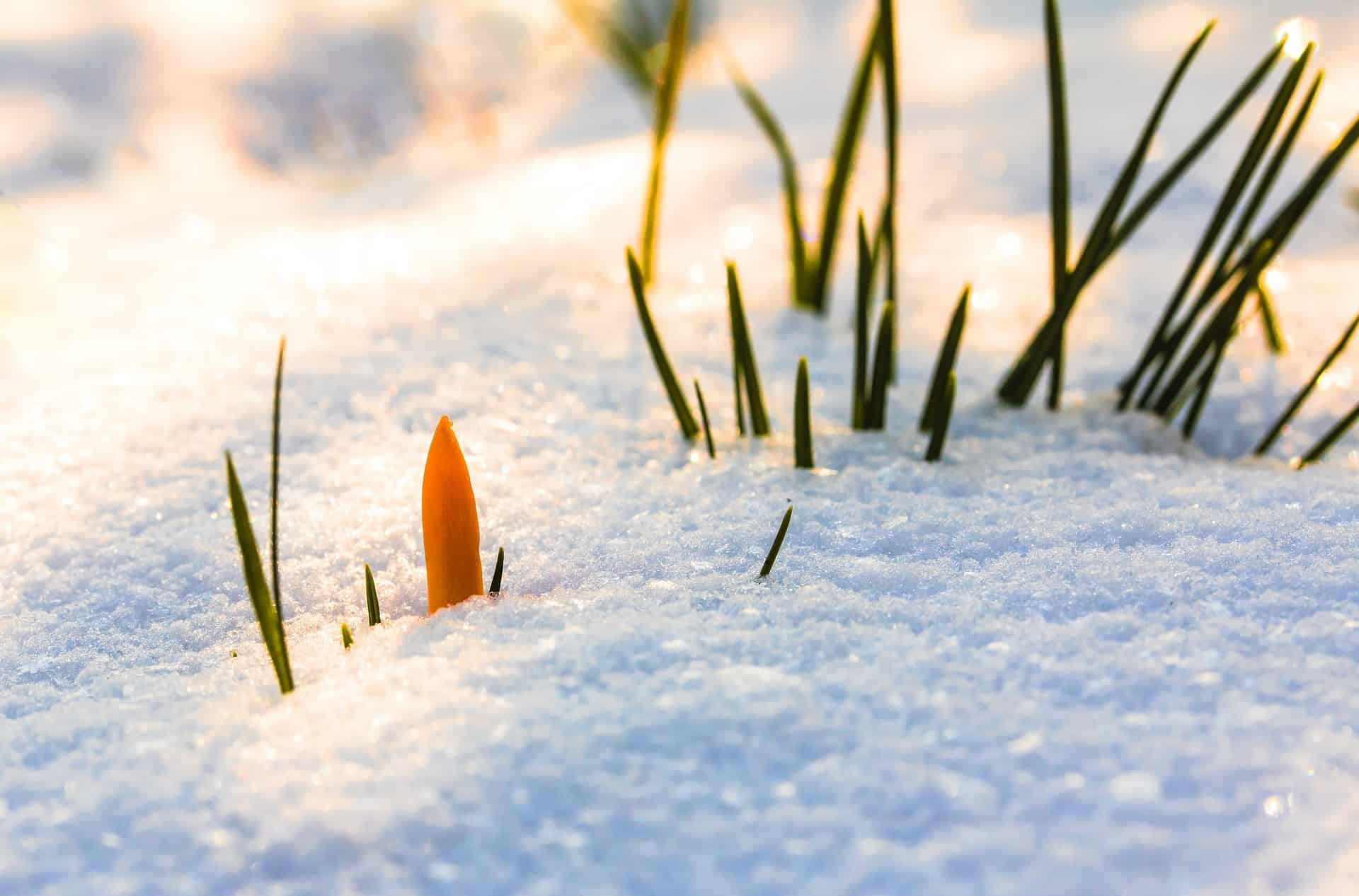 Punta di croco giallo che spunta dalla neve