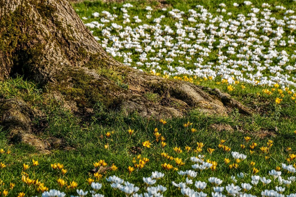 campo di crochi che fiorisce intorno al ceppo di albero