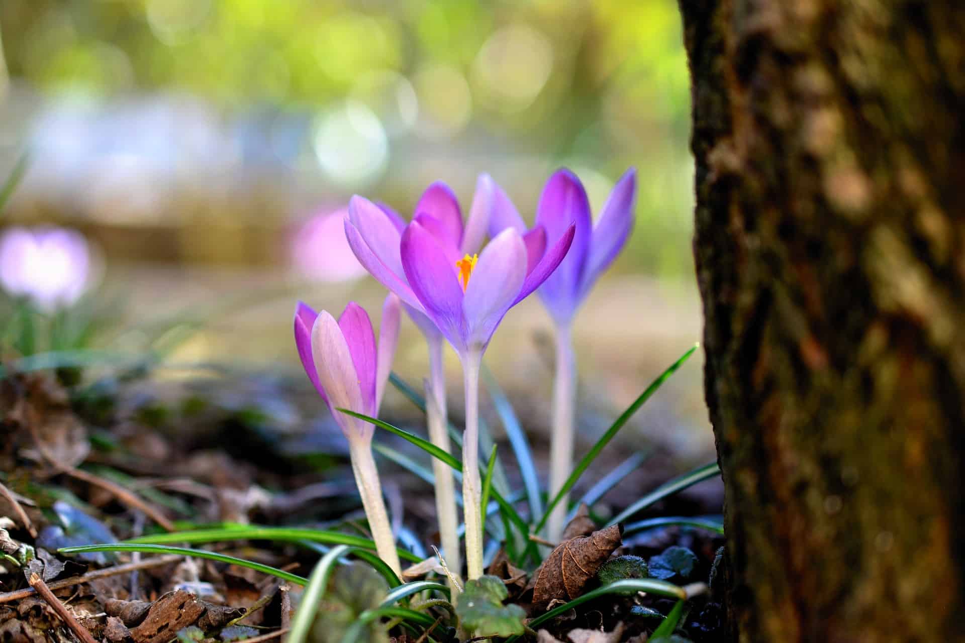 crochi freschi che stanno appena iniziando a fiorire