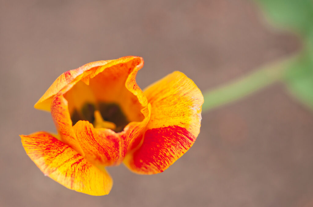 Rapsodia Di Sorrisi Tulipano
