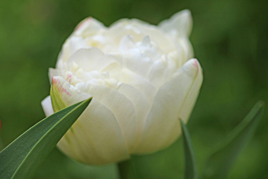 Monte Tacoma Tulipano