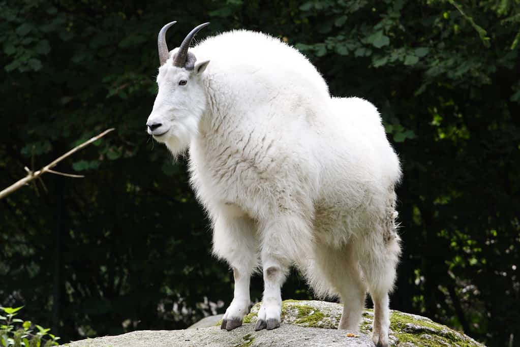 Capra di montagna rocciosa