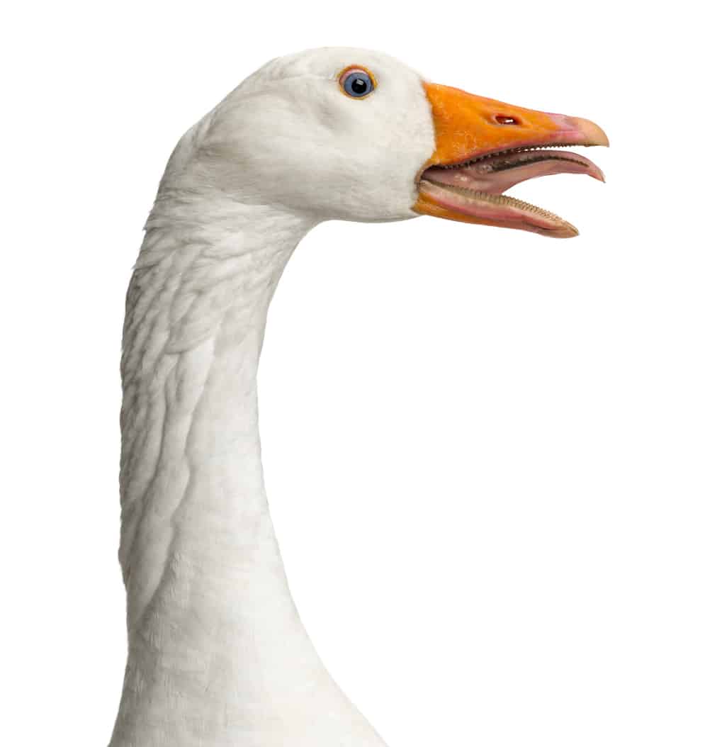 lingua d'oca