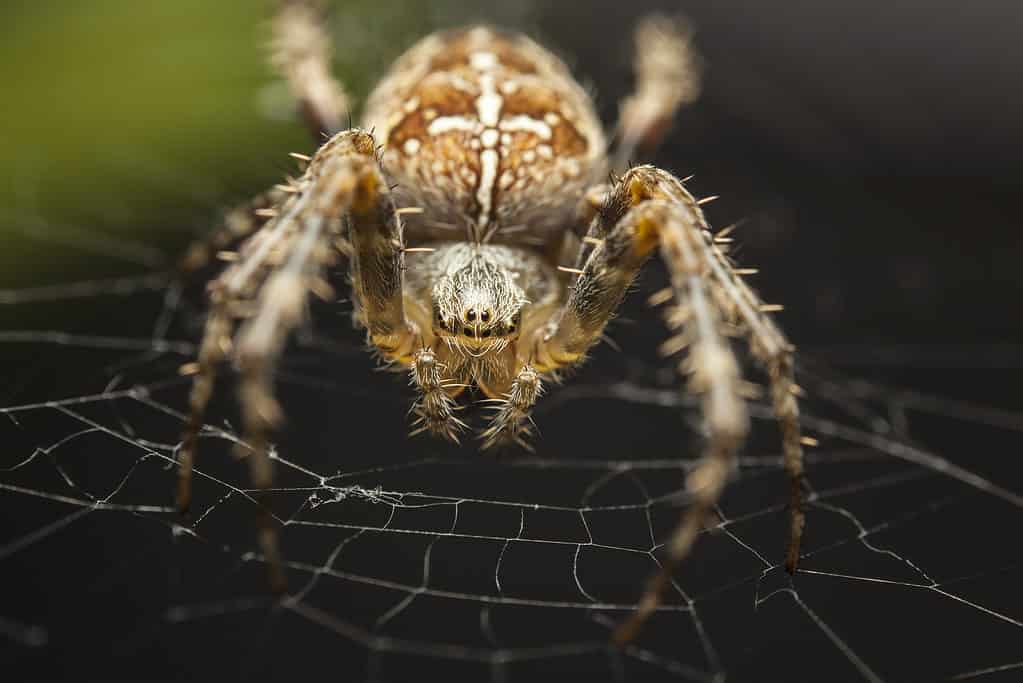 Ragno da giardino europeo, Araneus diadematus