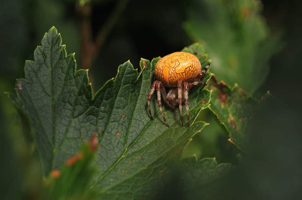 Araneus marmoreus - Orbweaver marmorizzato