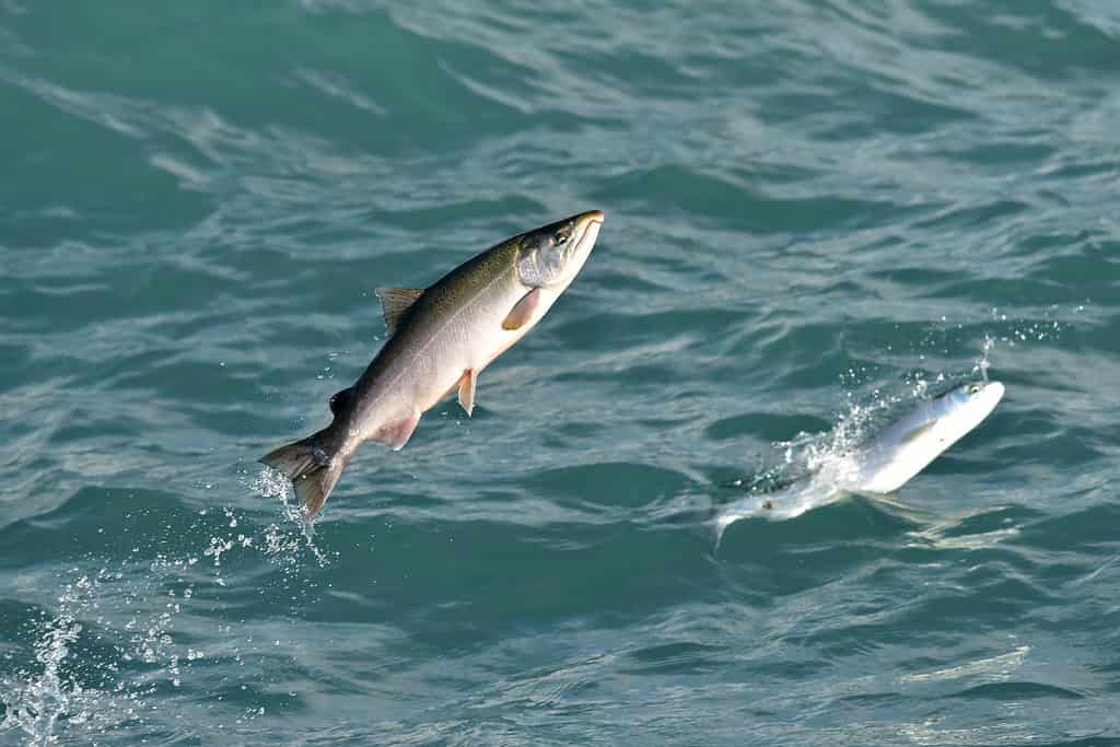 Salmone argentato, salmone coho