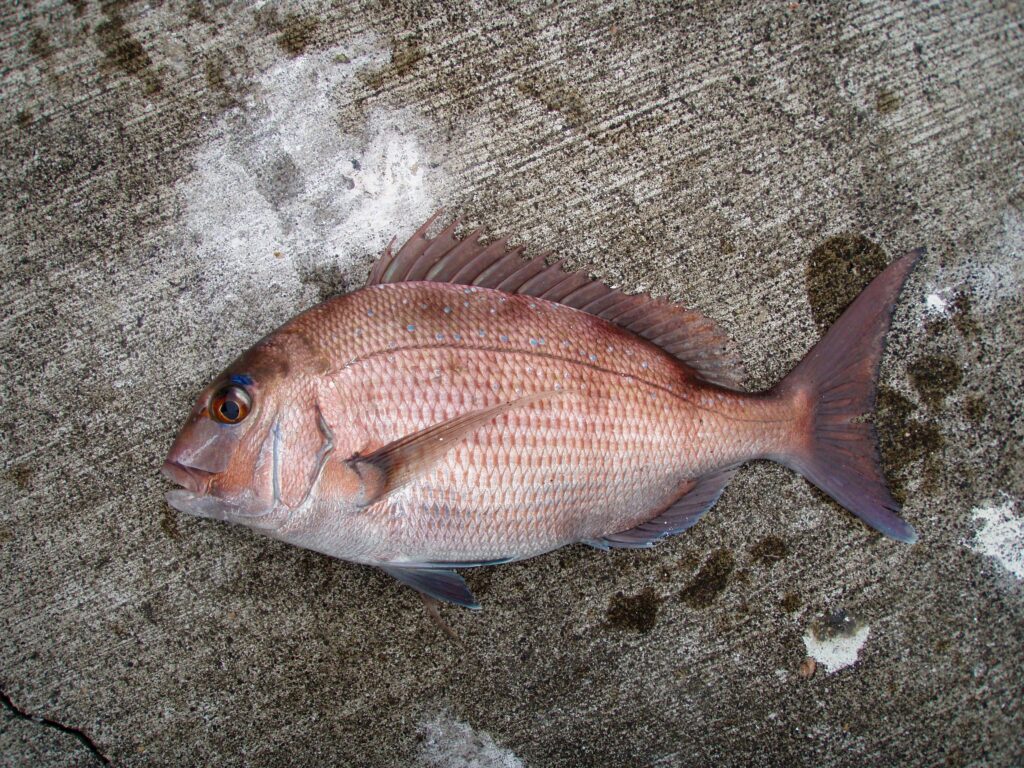 Occhiate rosse, Giappone
