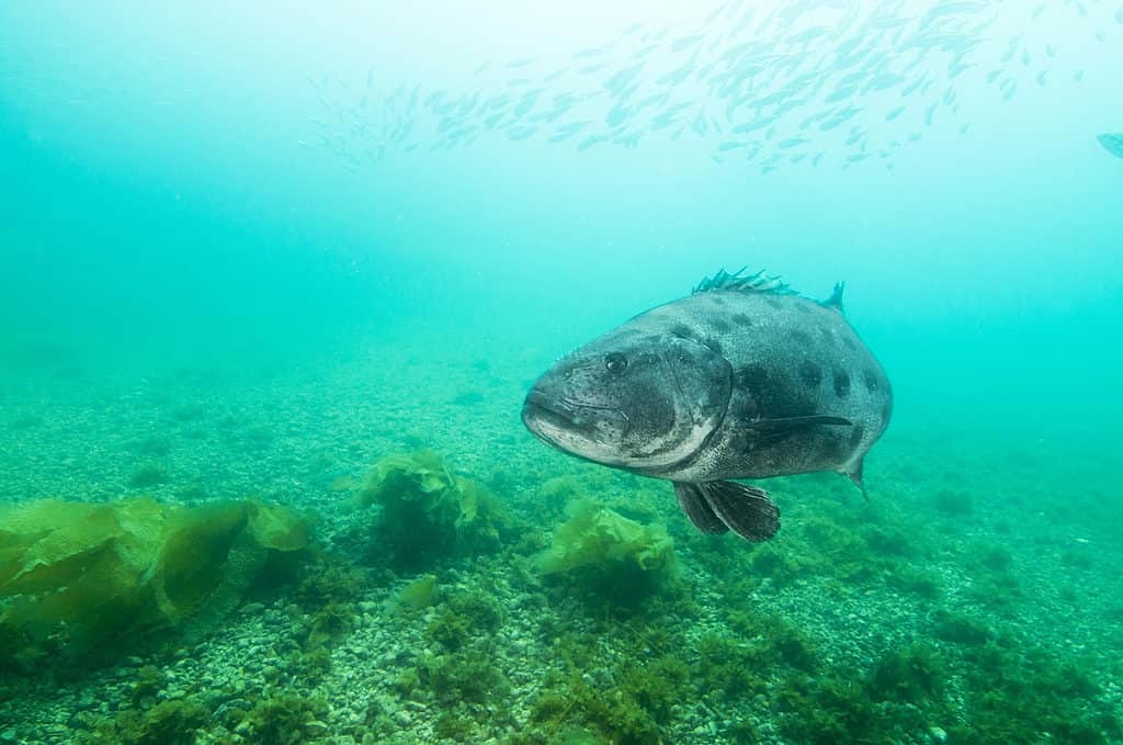 Branzino nero in acqua verde e blu